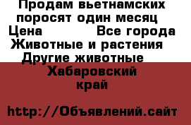 Продам вьетнамских поросят,один месяц › Цена ­ 3 000 - Все города Животные и растения » Другие животные   . Хабаровский край